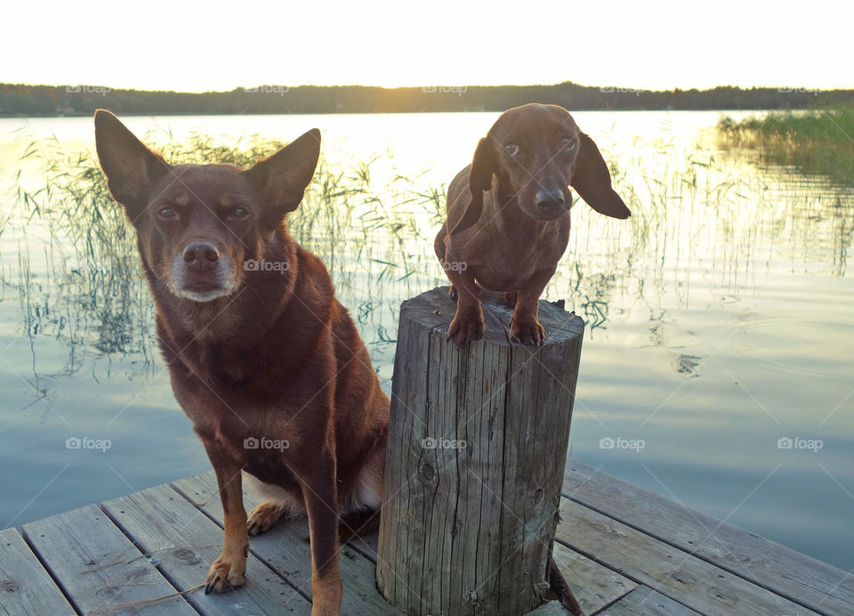 "Mini" an Australian Kelpie guiding an anxious little dachshund named Dolly