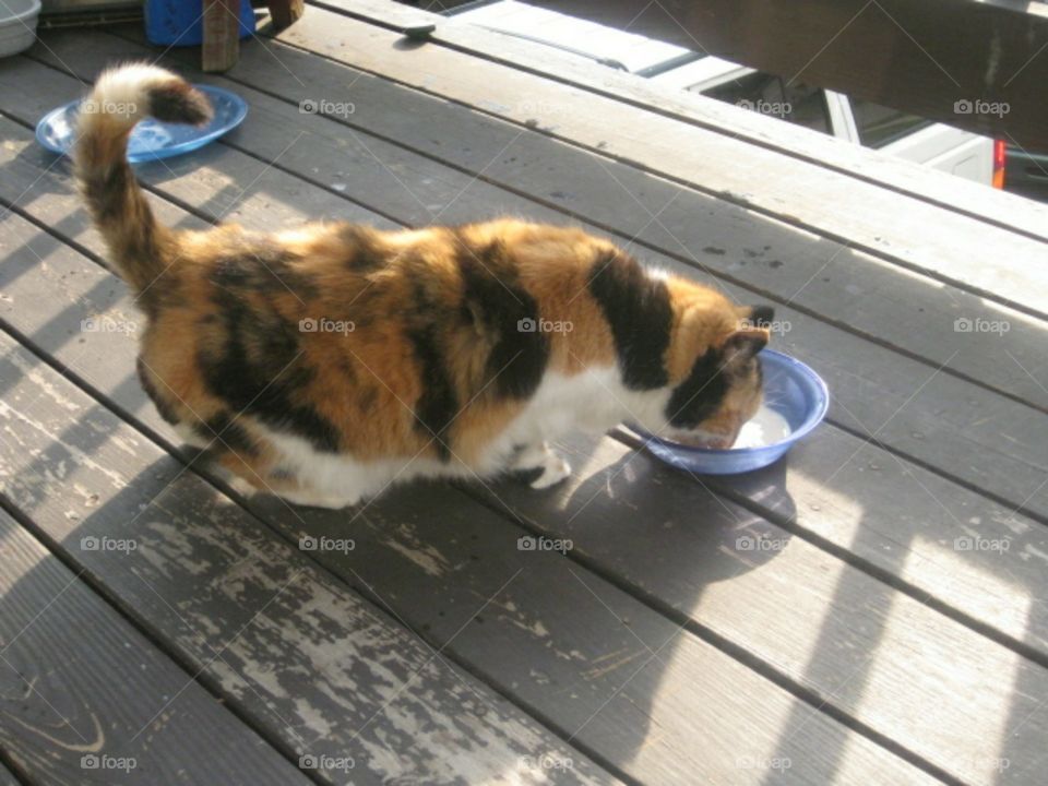 cat drinking milk on a porch