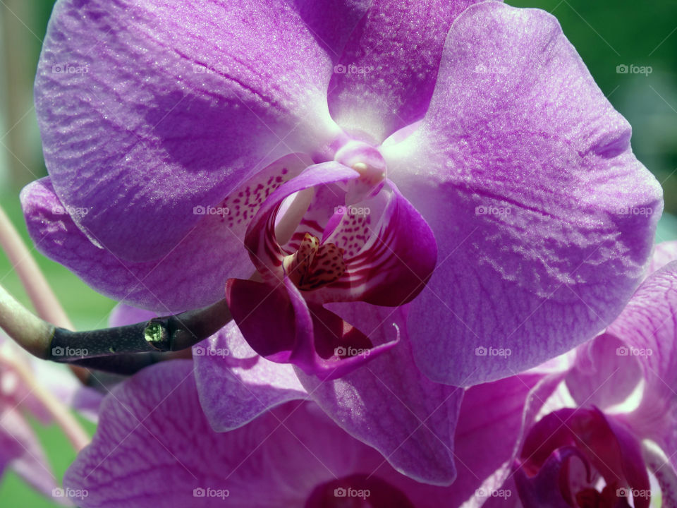 Orchid in purple