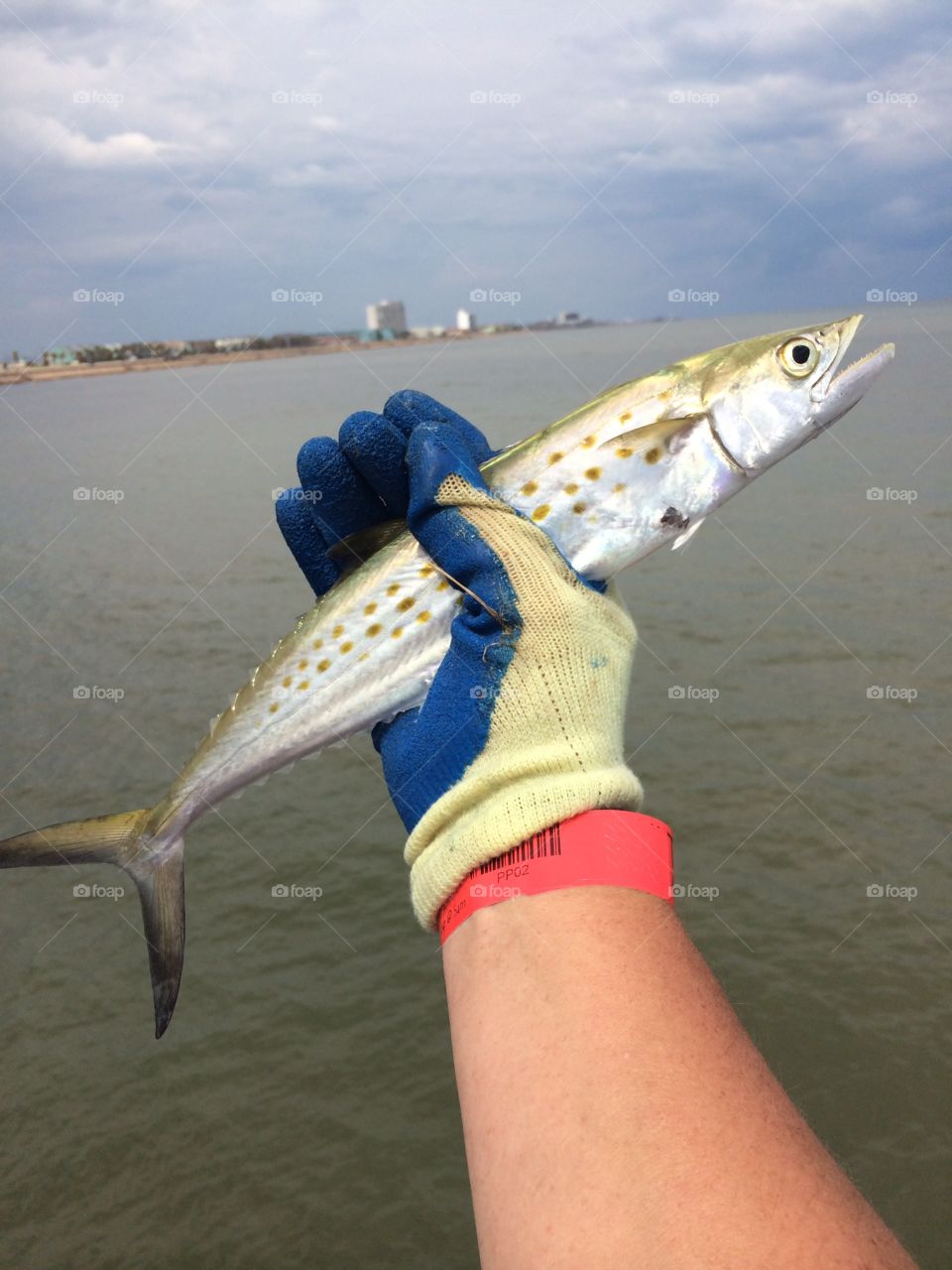 Bone fish. Galveston Bay