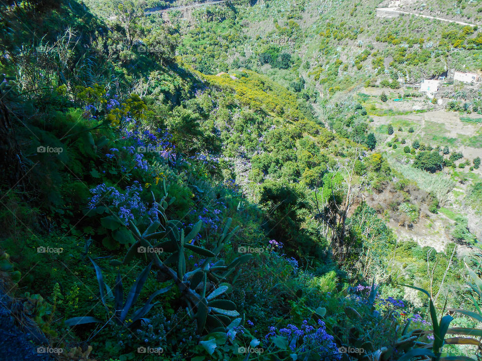Vegetation in a valley in Gran Canaria