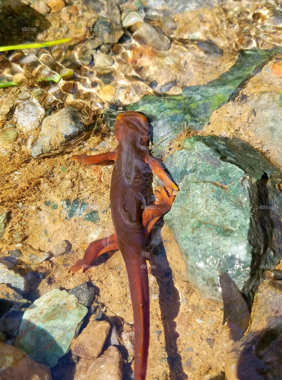 Salamander