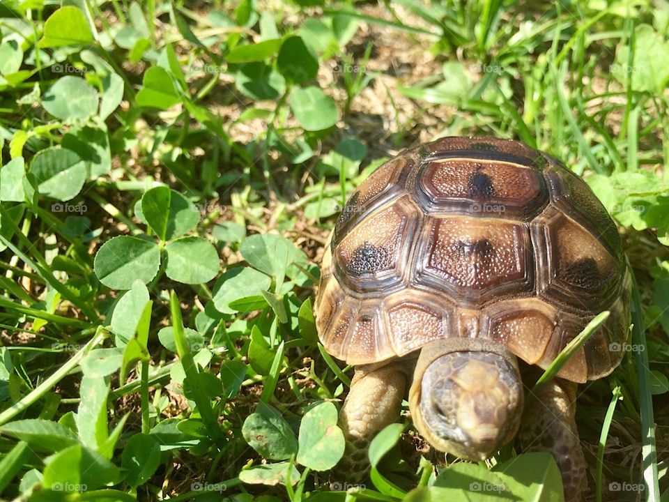 Pet tortoise soaking up some sun.