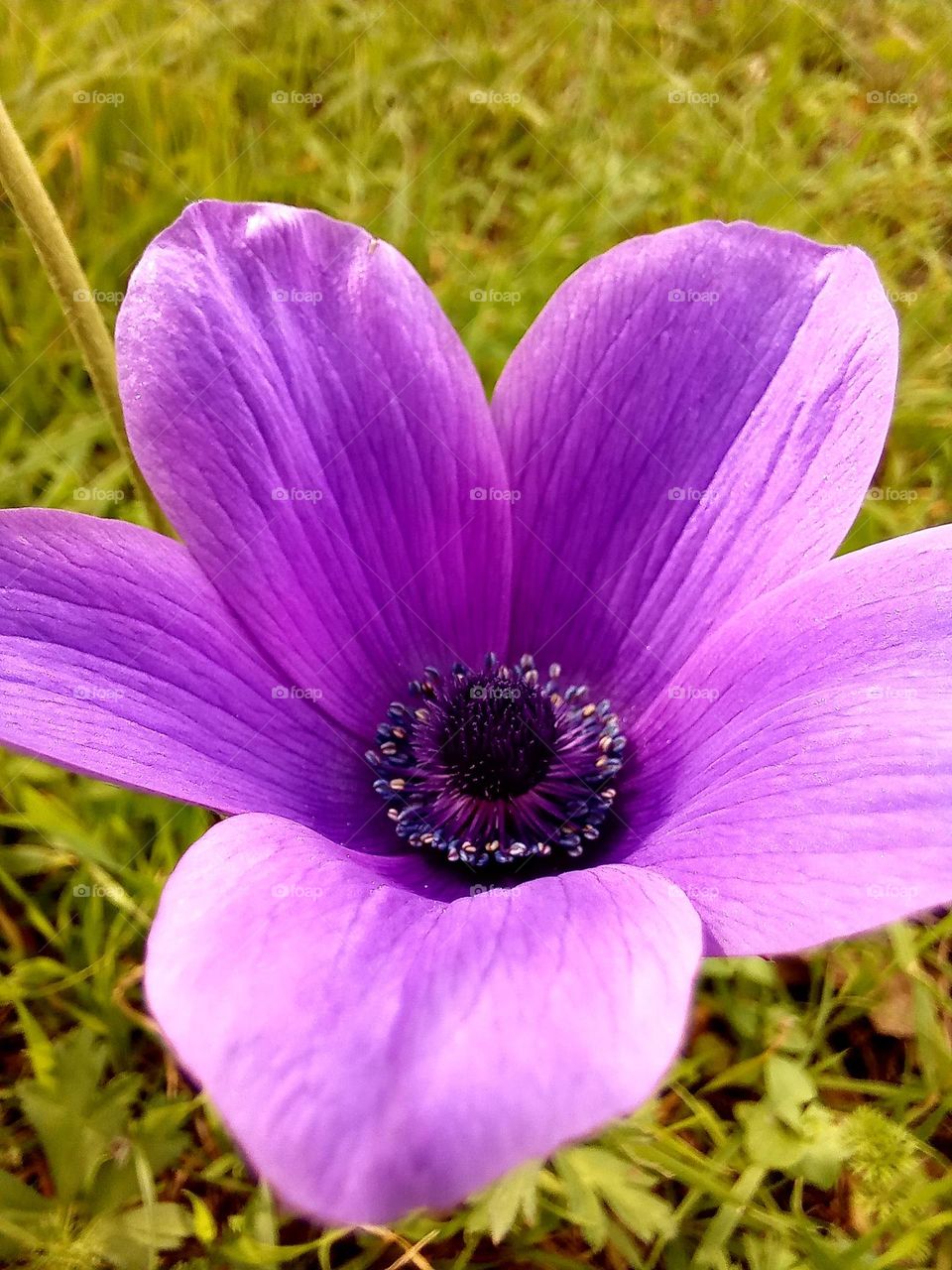 pink flower