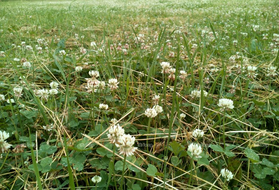 Flower, Field, Agriculture, Nature, Grass