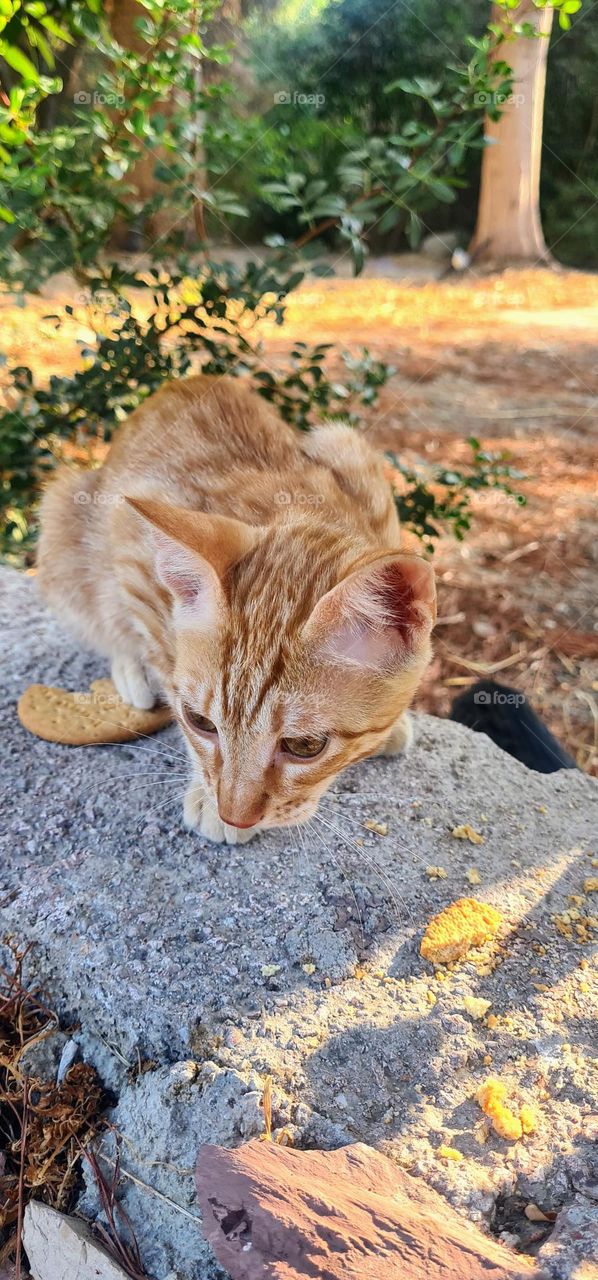 wild cat of Rhodes