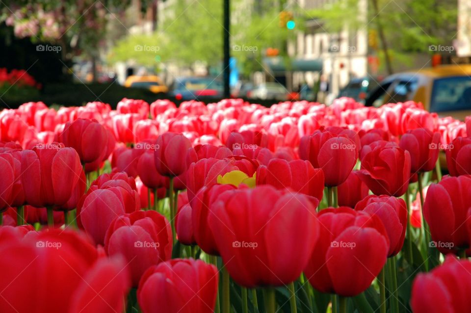 Tulip taxi