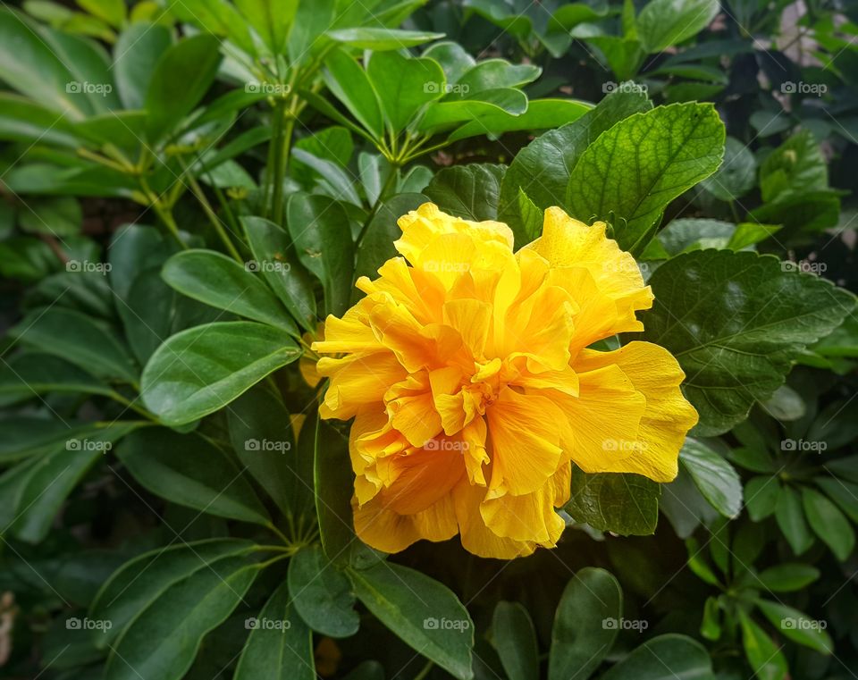 Rosa China Amarilla.