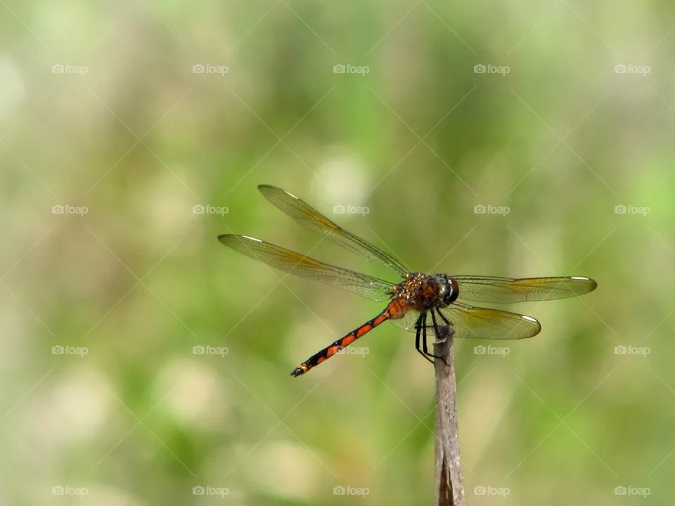 Dragonfly