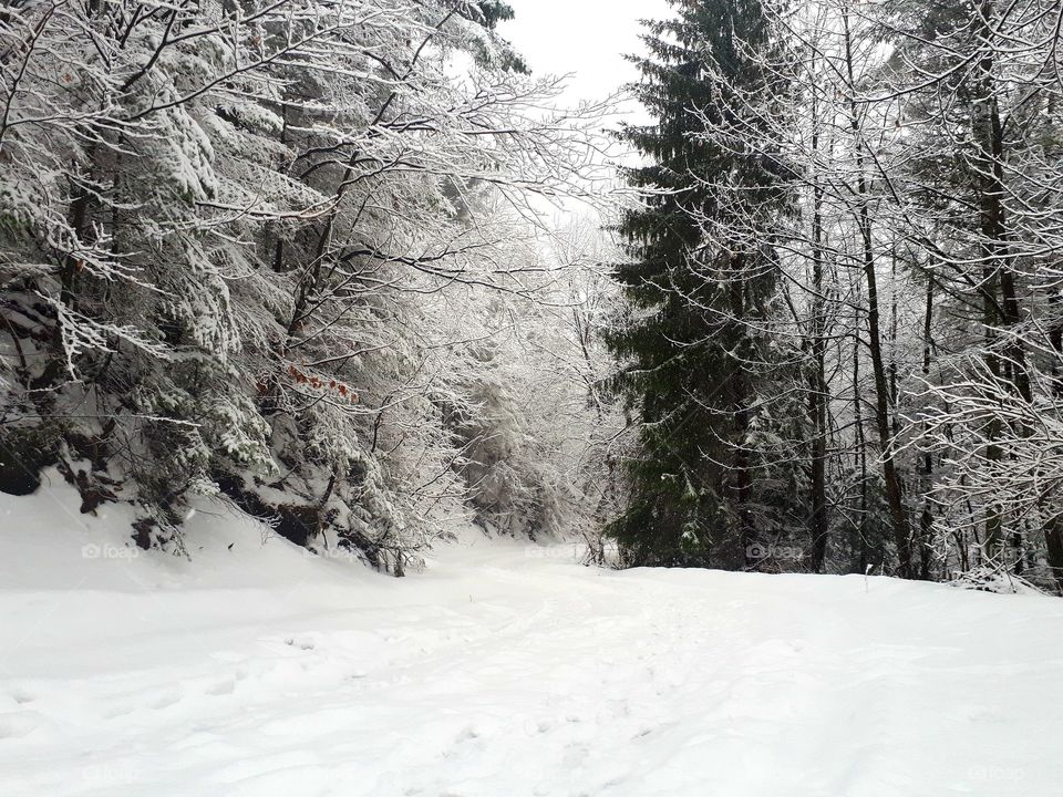 walks through the woods in winter and snow
