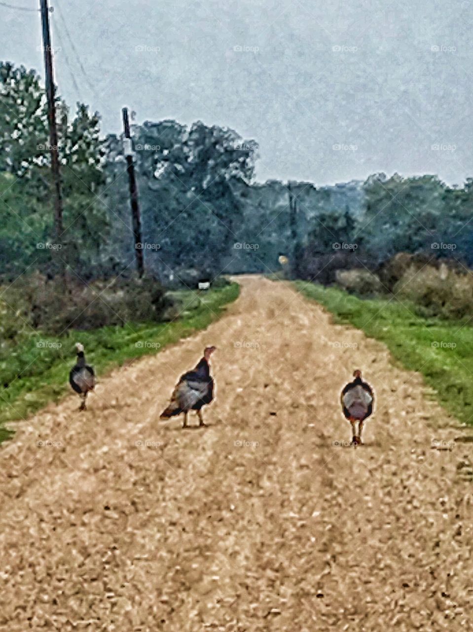 Turkeys crossing 
