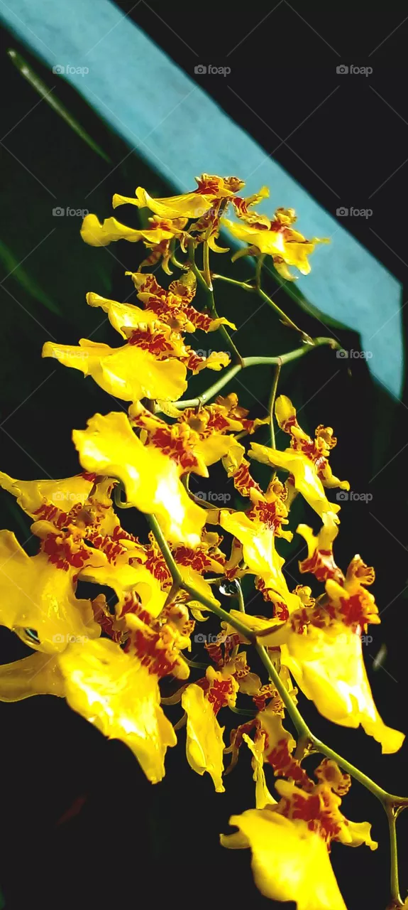 naturelove, beautiful flower, yellow, dancing flower
