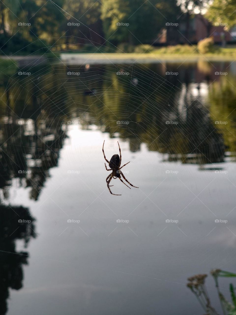 Spiderweb near the water