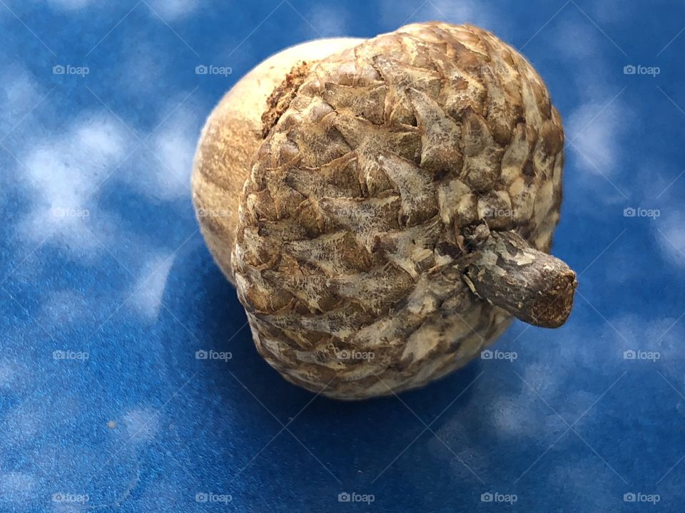 Acorn sitting on hood of blue ford car