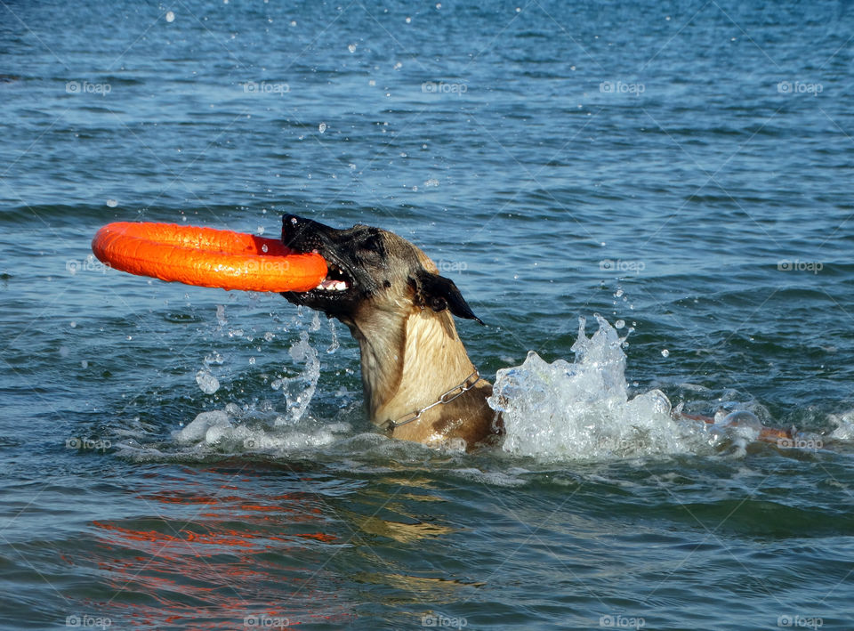 Malinois dog & Sea