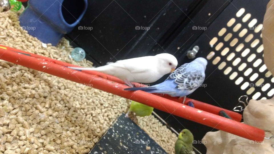 parakeets solid white