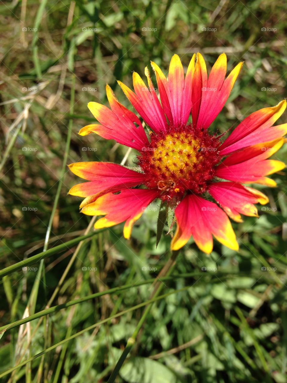 Texas wildflower. Red and yellow wildflower