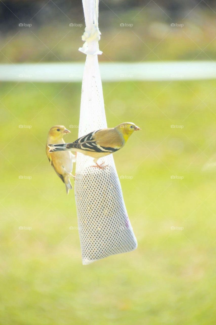 goldfinch