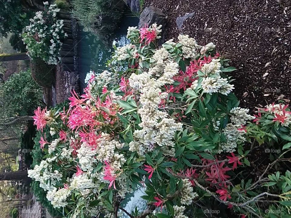 Beautiful flowers and creek