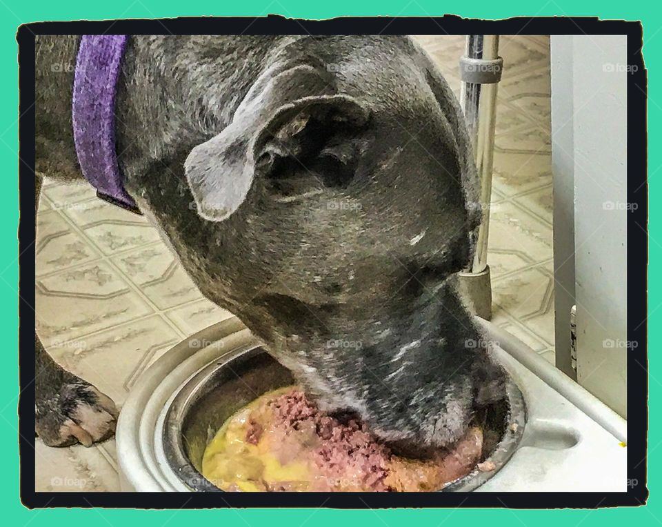 A pit bull named Grayson is enjoying his food.