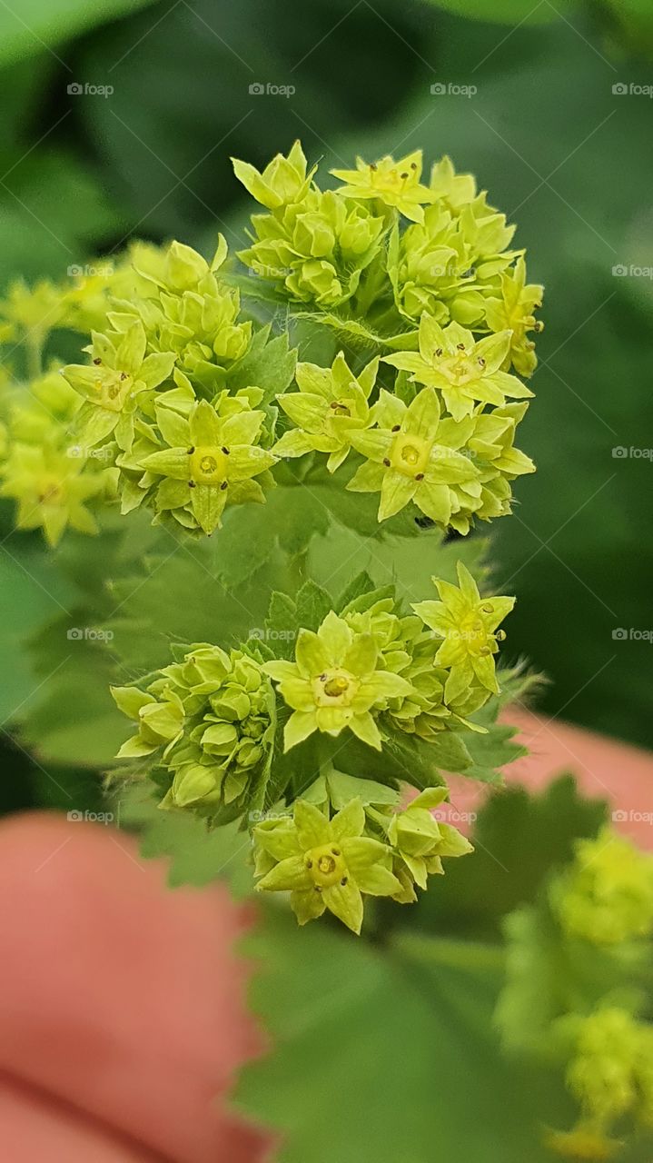 flower like green plant