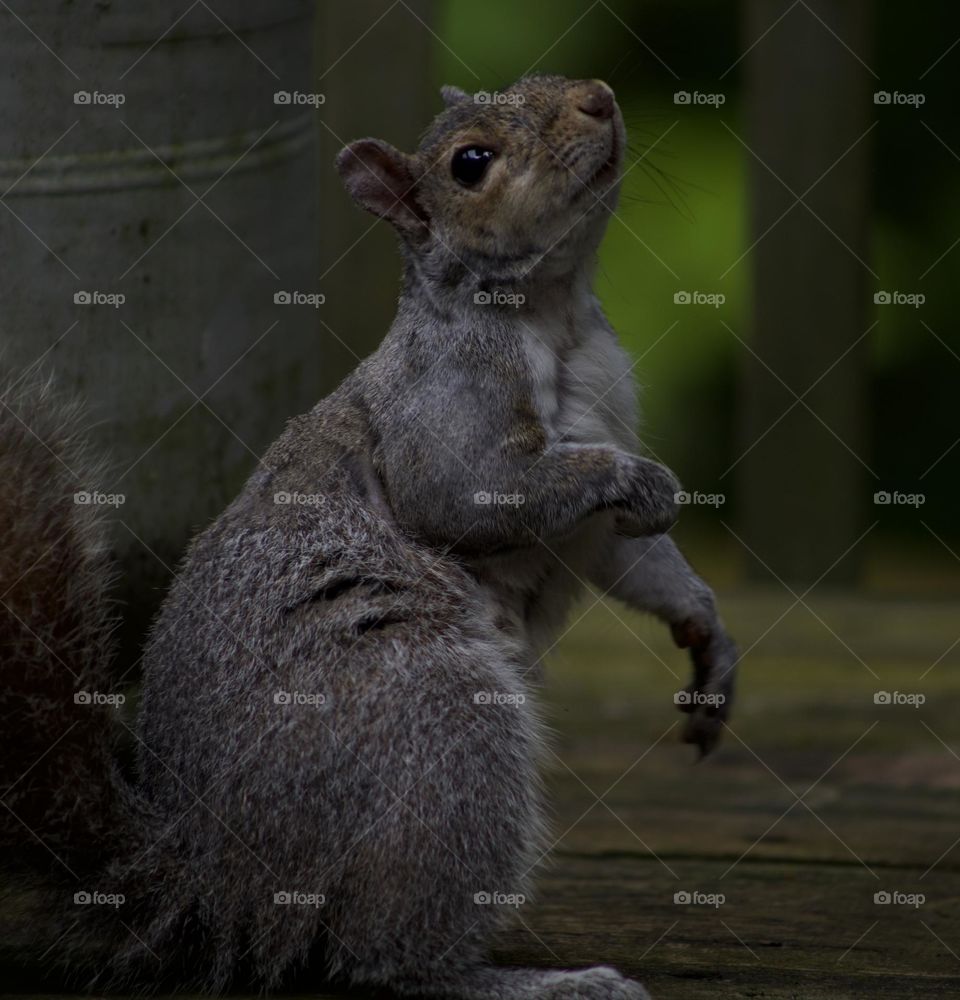 A hard face to say “no” to; Squirrel checking for more treats