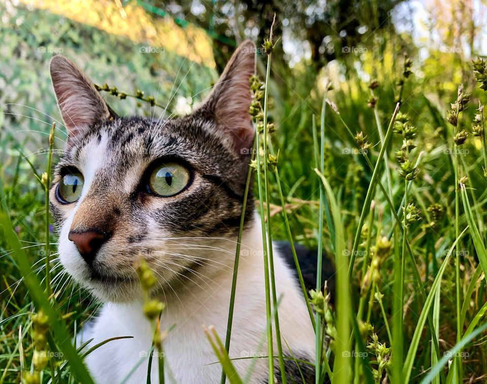 A startled and alert looking cat, in the long grass.