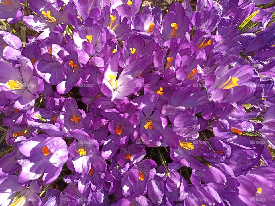 purple 💜 crocuses spring flowers beautiful texture background, mobile photography