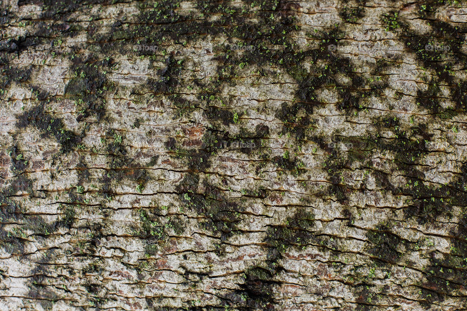 tree bark close-up, nature wallpaper