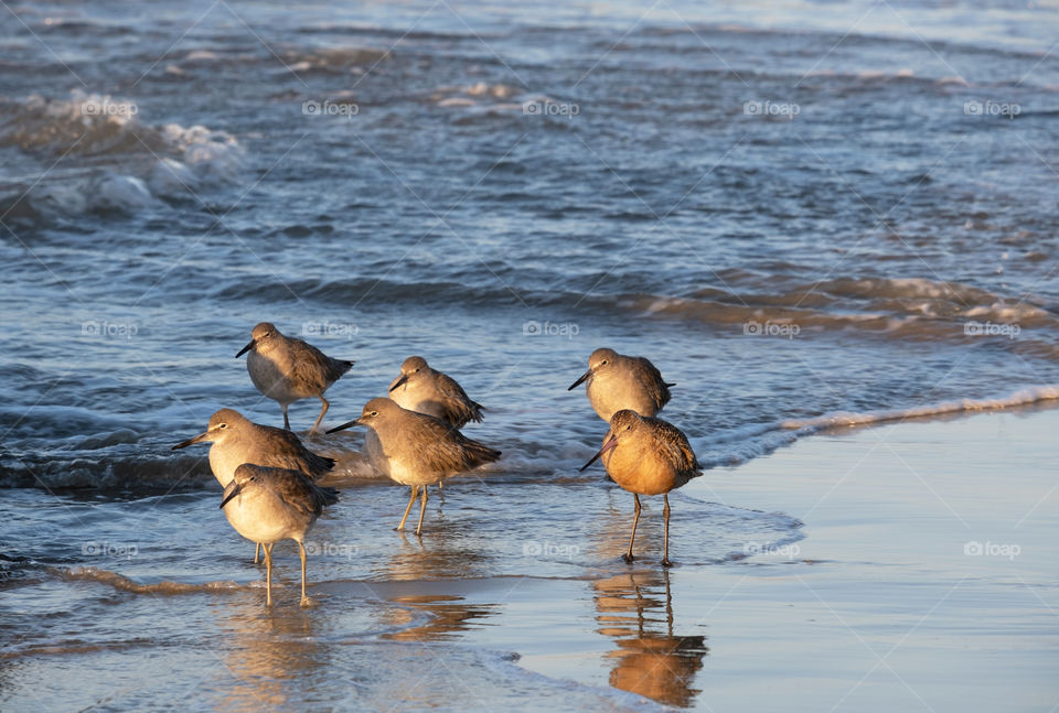 A flock of sandpipers wading at the surf edge looking for something to eat in the early morning