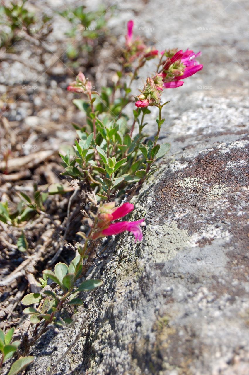 Pink Wildflower By Boulder