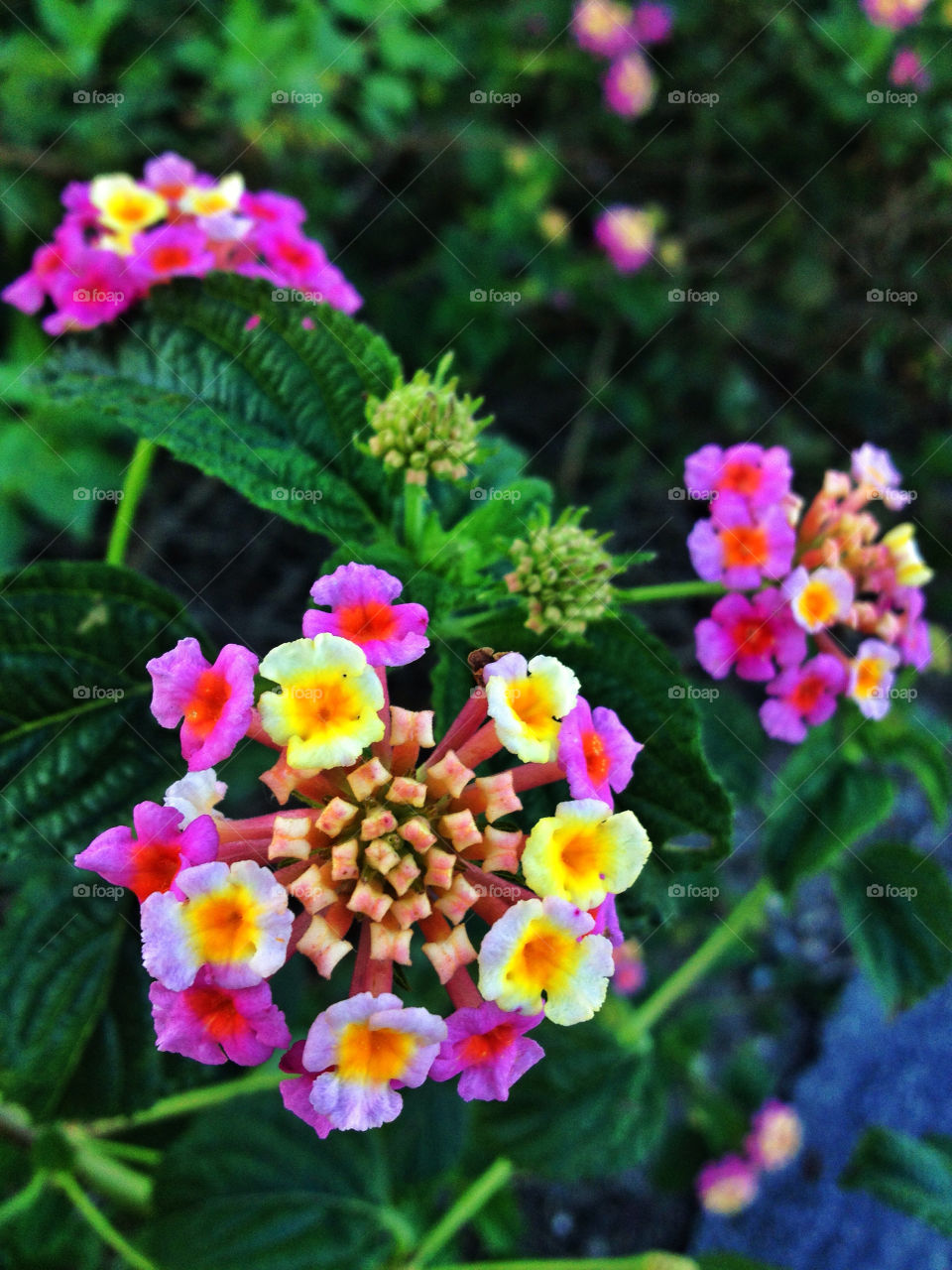 green nature flower colors by analia