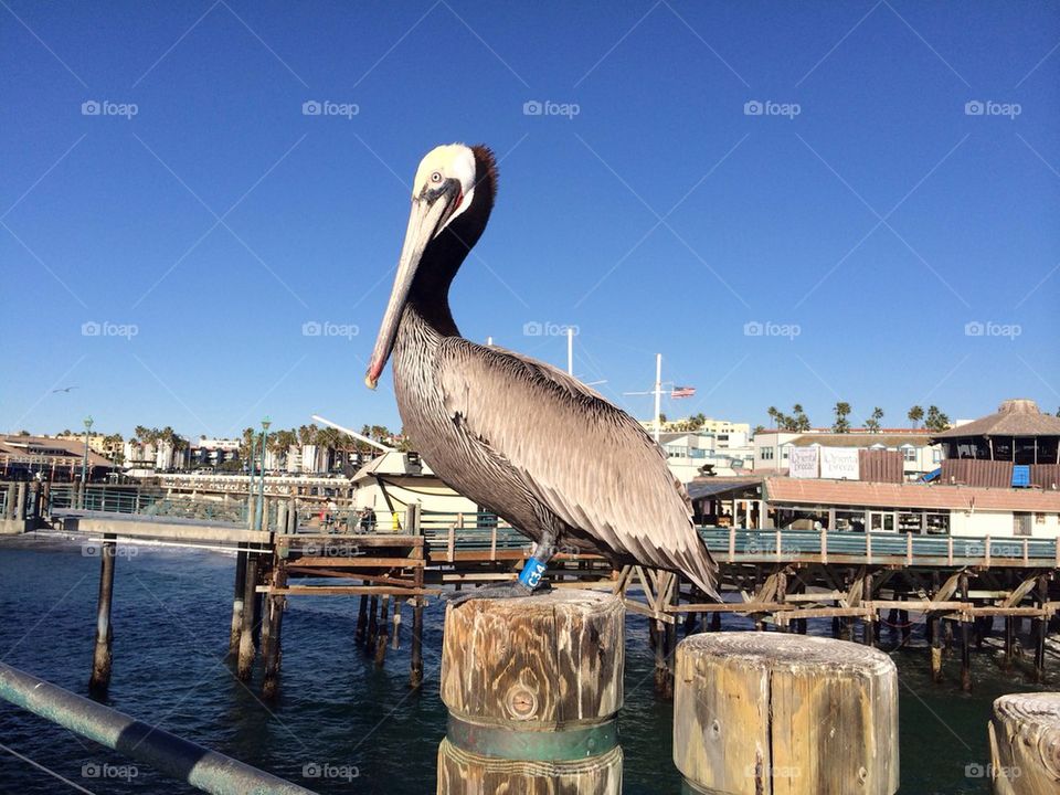 Pelican on pier
