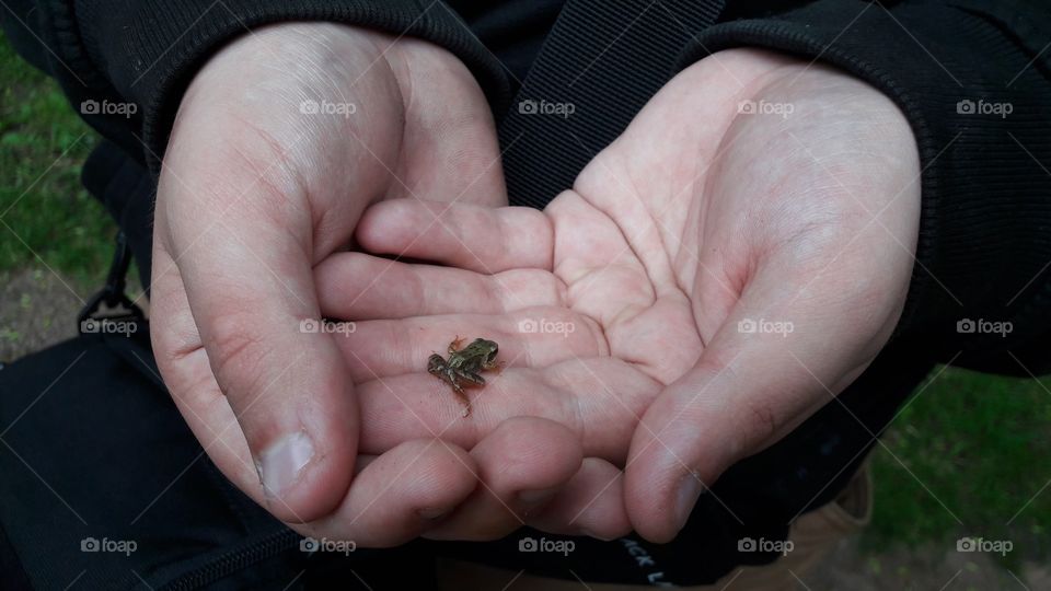 A cute baby frog being cradled in someone's hands . Found by a beautiful lake