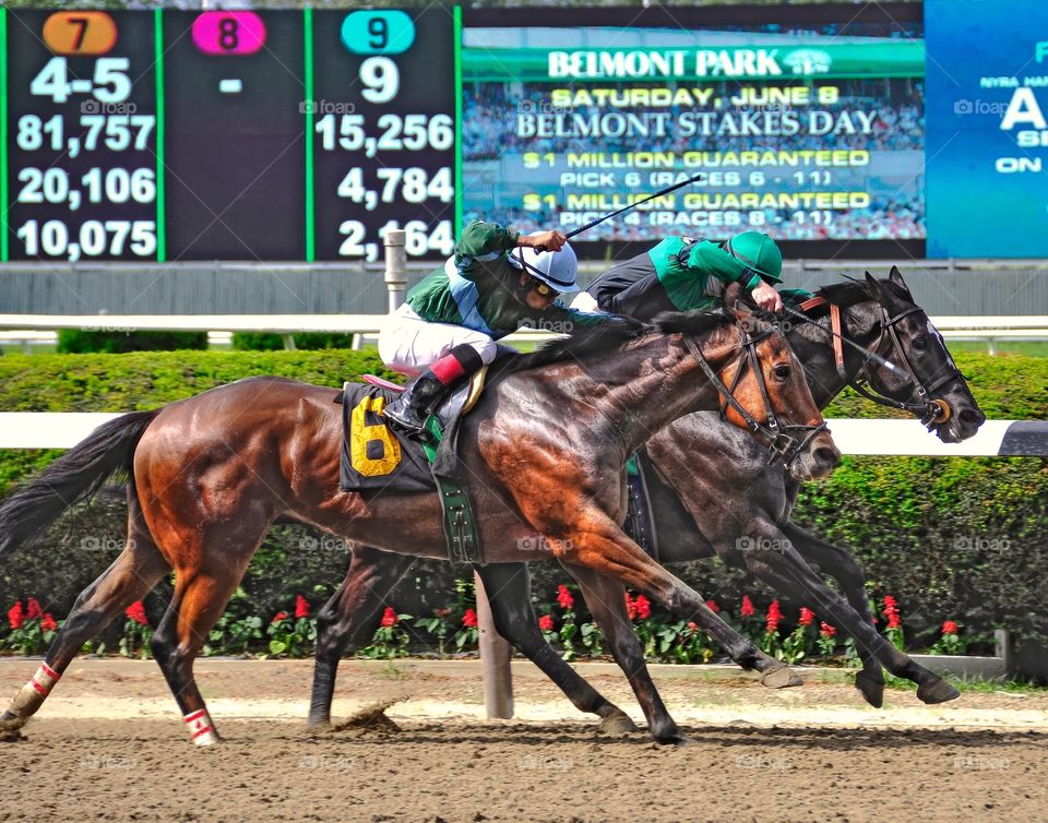  Luis Saez. Young jockey sensation Luis Saez winning another photo finish at beautiful Belmont Park. 