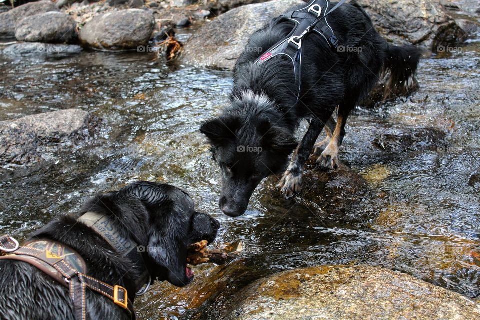 Black dog dogs collie mix heeler black lab harness water plane Rocks outdoors wet pet pets playing animals canine cute teamwork
