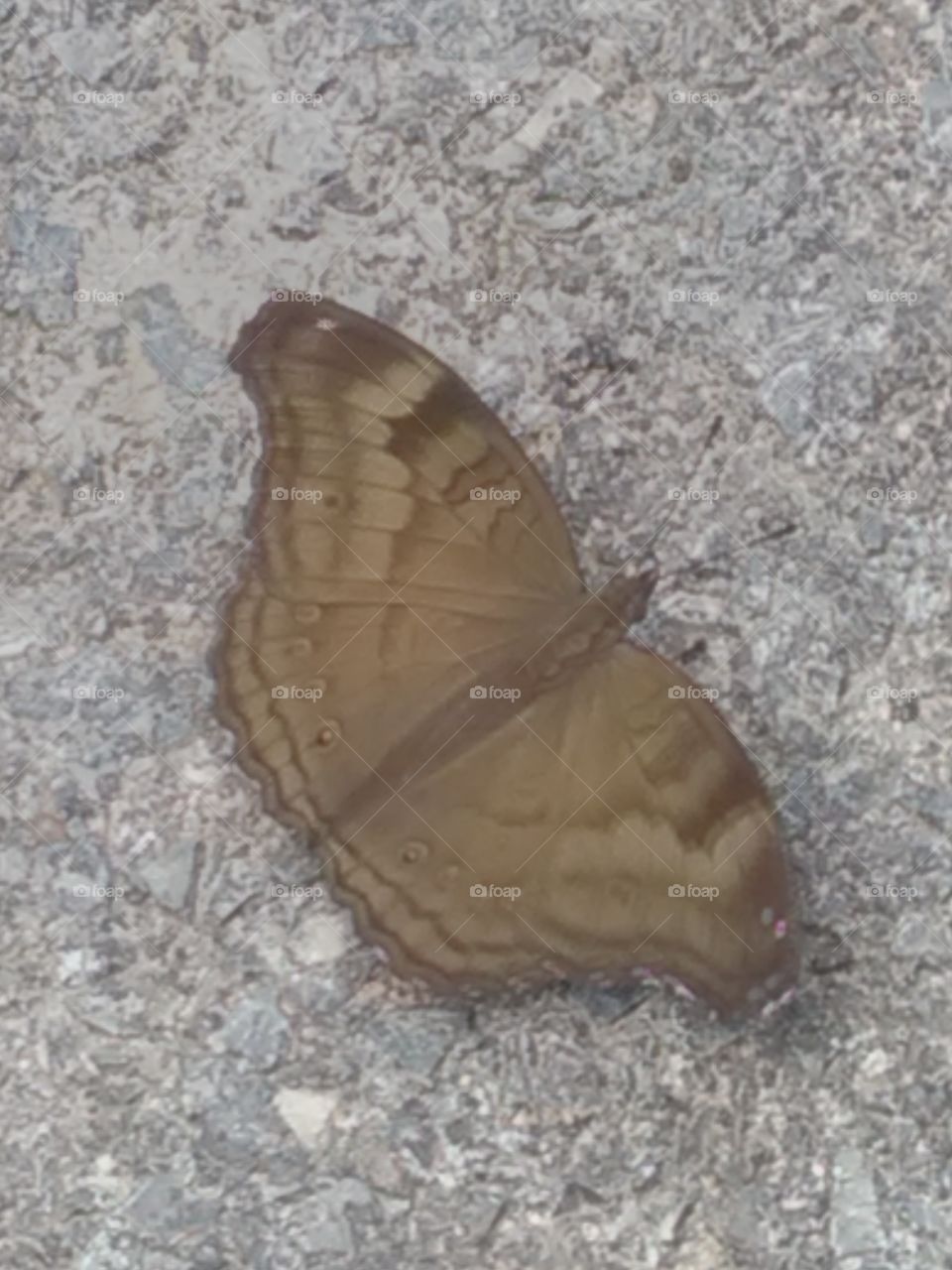 Beautiful collection specially on your albums.