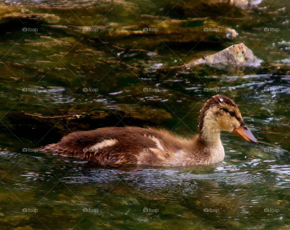 Duckling Swimming in the Creek