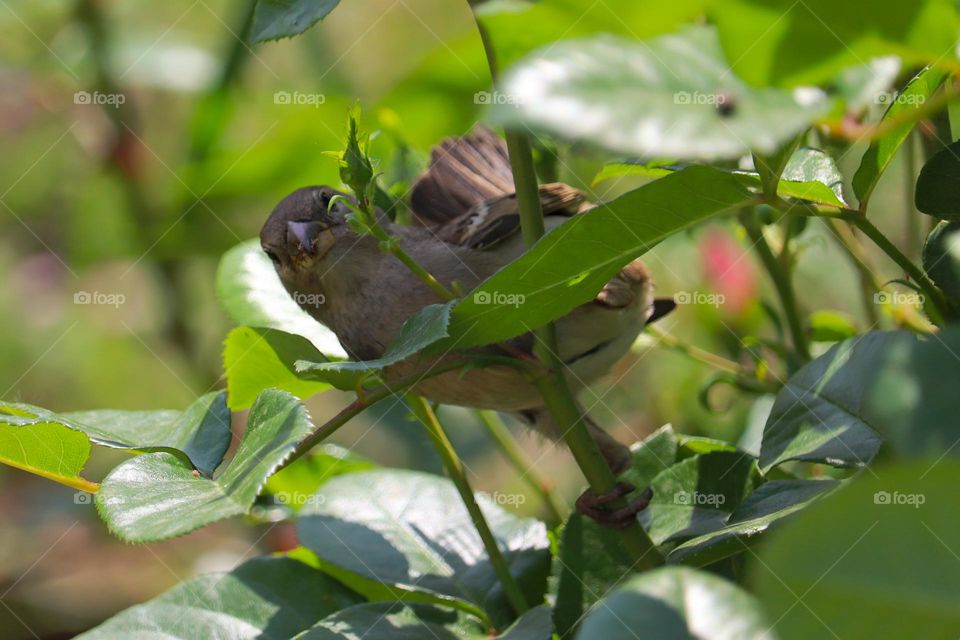 Sparrow at the rose bush