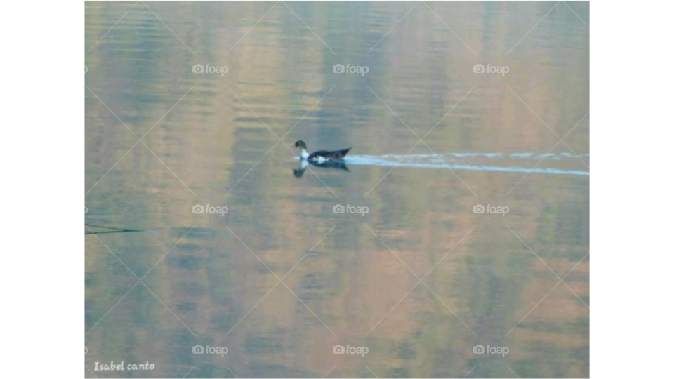 pato en aguas tranquilas