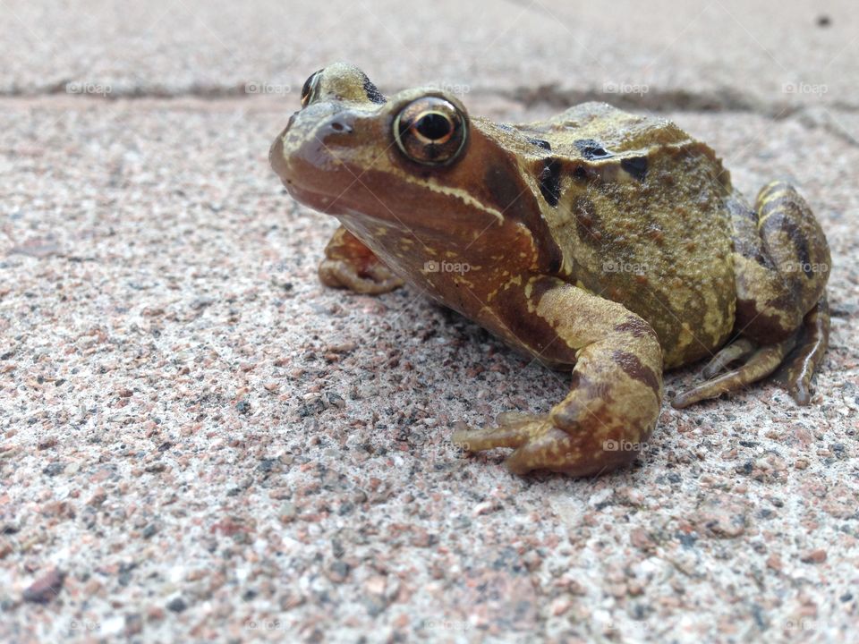Toad