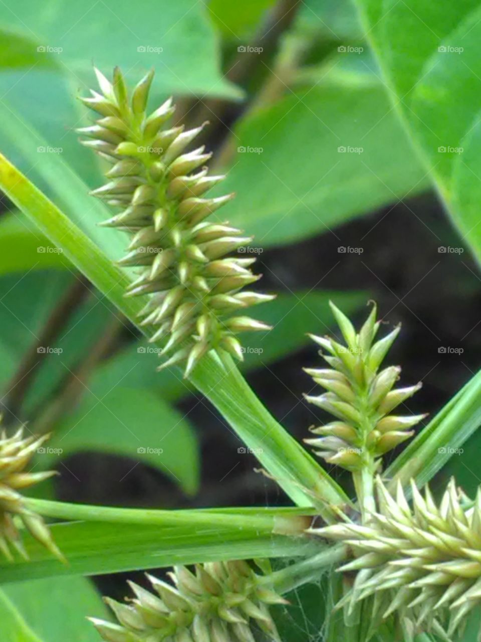 Green grass flower.