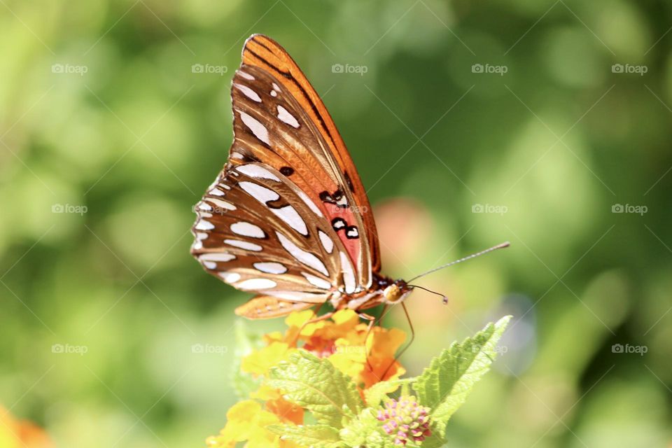 Beautiful butterfly