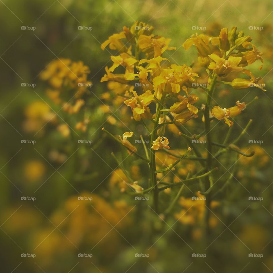 Goldenrod is Yellow