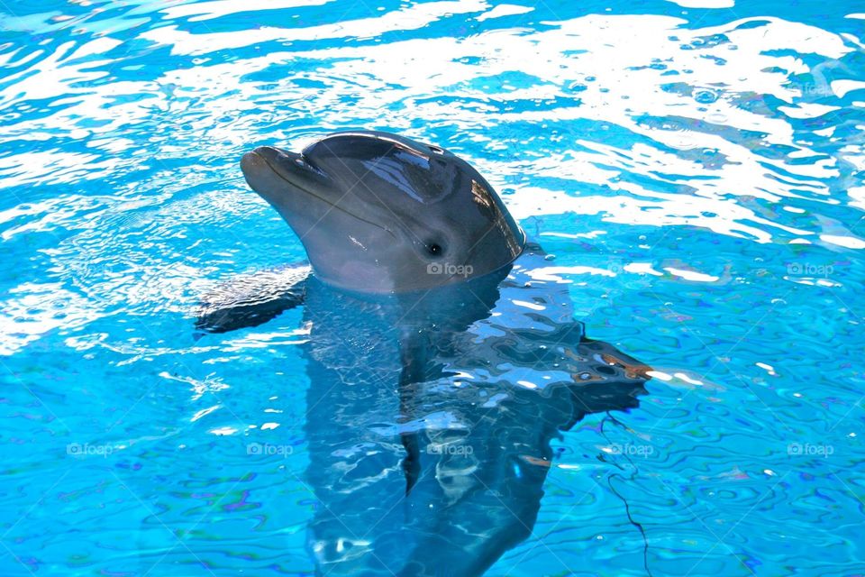 Dolphin Beauty
