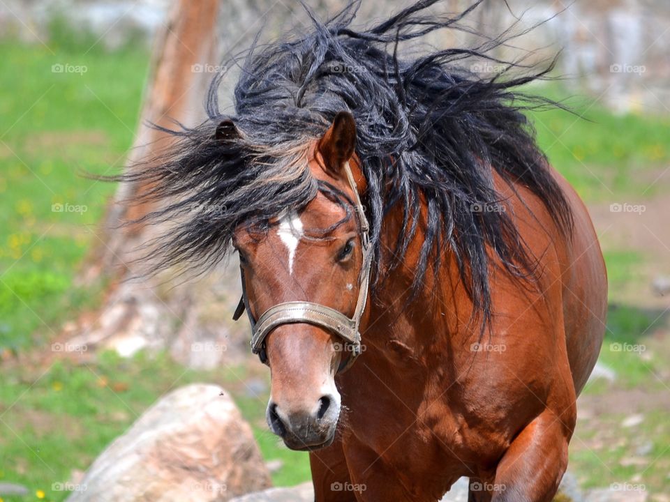 Cavalry, Mammal, Horse, Farm, Mane