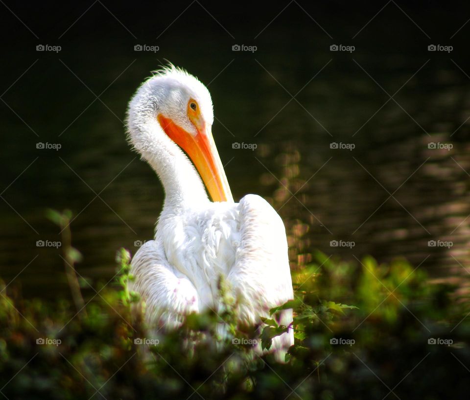 a pelican