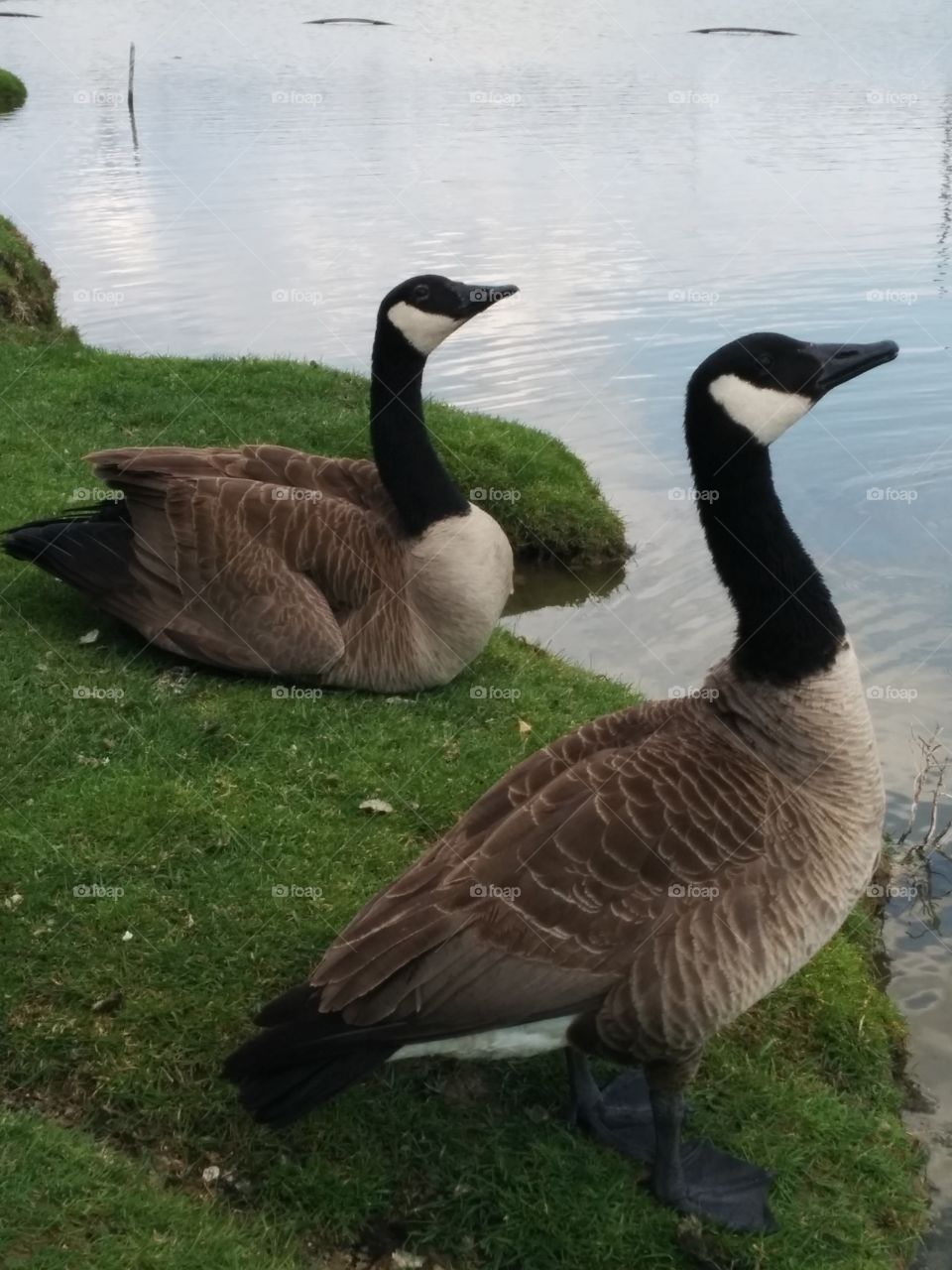 Geese staring at the sky. Canadian geese checking out birds in the sky