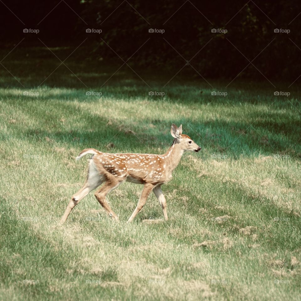 Fawn on the lawn. 