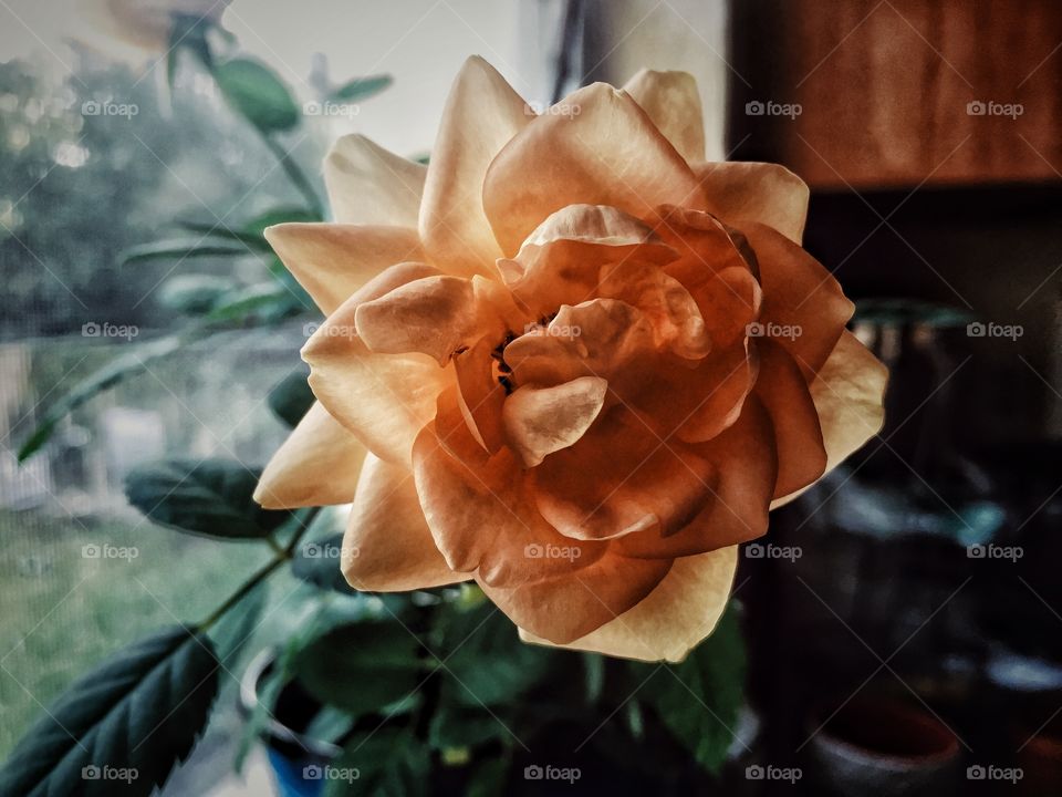 Blooming rose waking up to greet the world 